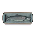 Taxidermy: An Impressive Malloch barrel Salmon, early 20th century, 51cm high by 133cm wide, P.D.