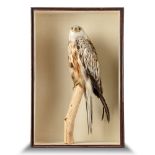 Taxidermy: A Red Kite by Cullingford, late 19th century, signed on branch, 69cm high by 46cm wide,