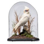 Taxidermy: A little Corella cockatoo in oval glass dome, 19th century, 44cm high