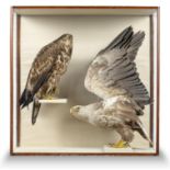 Taxidermy: A magnificent pair of Sea Eagles by Duncan or Cullingford, late 19th century , 110cm high