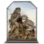 Taxidermy: A magnificent pair of Great Horned Owls by Waters, late 19th century , 95cm high by