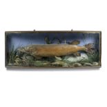 Taxidermy: A large Pike in bow fronted case, Irish, Lough Erne, 1902, 48cm high by 130cm wide