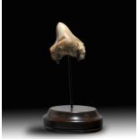 Natural History: An unusually small Megalodon tooth, Indonesia, Miocene, 7.2cm on the diagonal on