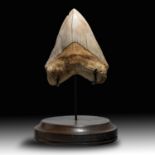 Natural History: A very large megalodon tooth, Indonesian, Miocene, 15cm on the diagonal on stand