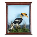 Taxidermy: A magnificent Great Indian Hornbill, 19th century, in associated antique case, 102cm high