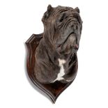 Taxidermy: A Neapolitan Mastiff trophy on shield, 58cm high