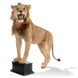 Taxidermy: A full mount lion, mid 20th century, front paws on block stand, 165cm long