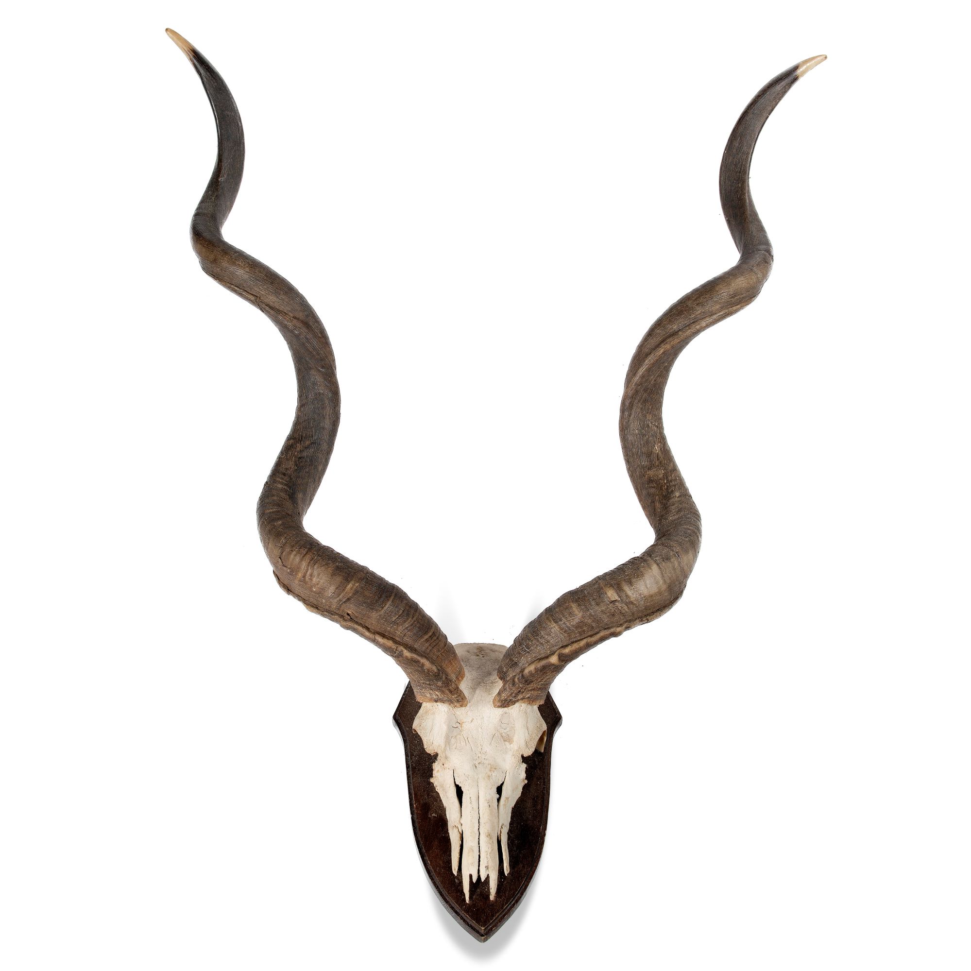 Natural History: A massive Greater Kudu trophy on shield, early 20th century, 130cm