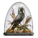 Taxidermy: A Himalayan Monal under glass dome probably by Gardner, circa 1900, 64cm high