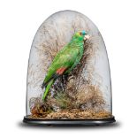 Taxidermy: A green headed Amazon parrot, circa 1900, preserved under a Victorian glass dome, 48cm