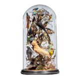 Taxidermy: A massive Victorian dome of tropical birds including a Cock of the rock, Paradise