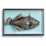 Taxidermy: A Triggerfish wall casemodern47cm high by 72cm wide