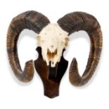 Taxidermy: A pair of Rams head trophies on shieldsmodern 40cm high by 33cm diameter(one showing)