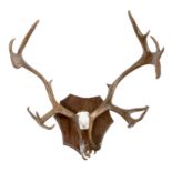 Taxidermy: A set of Caribou antlers on plaque20th Century91cm by 88cm