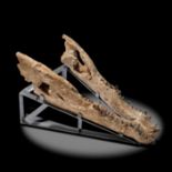 Natural History: A crocodylus Siamensis lower JawIndonesiaon metal stand86cm long