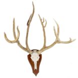 Taxidermy: A set of Pere David’s deer antlers on shieldmodern115cm by 82cm