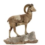 Taxidermy: A Mouflon Ram full mount on base mid 20th century113cm highProvenance: Ex Lodder