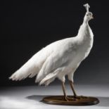 Taxidermy: A white Peahenmodern68cm high