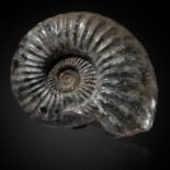 Natural History: A very large astroceras Stellare ammoniteScunthorpe, Jurassic43cm