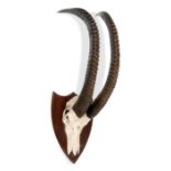 Taxidermy: A large Sable antelope trophy on shield modern107cm high by 40cm diameter