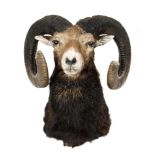 Taxidermy: A Mouflon rams head with large hornsmodern58cm high by 48cm wide