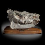 Minerals: A primitive rhino (Caenopus accidentalis) skullSouth Dakota, Eocene51cm wide