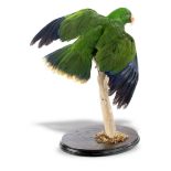 An Eclectus parrot full mount