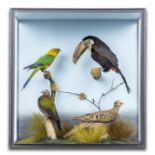 Tropical birds including a Toucan in later case 60cm by 56cm