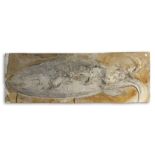 An exceptionally large and rare giant squid fossil plaque Solnhofen, Germany, Jurassic 100cm...