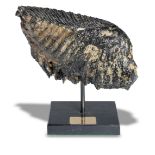 A Woolly Mammoth tooth