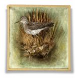 Rowland Ward: A Sandpiper in wall case