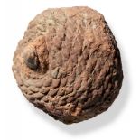 An Araucaria Pine Cone