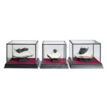 A set of three Trilobites in display cases