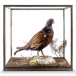 A Black Grouse by Rowland Ward in glass case
