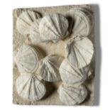 A Pecten plaque