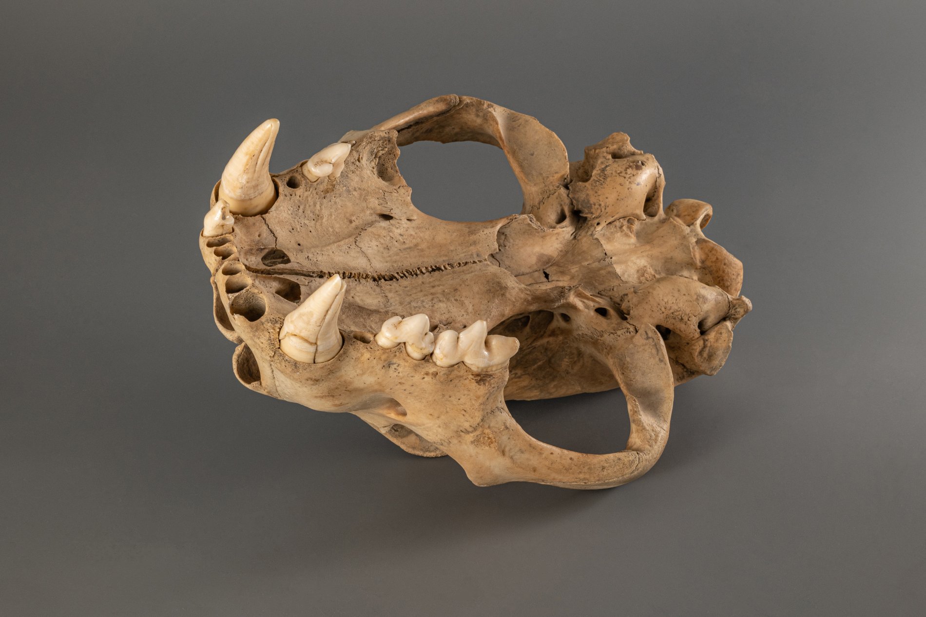 A very rare Cave Lion (panthera spelaea) skull - Image 2 of 5