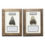 Two framed Megalodon teeth