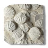 A Pecten Plaque