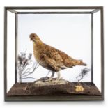 A Hen Grouse by Rowland Ward in glass