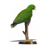 An Eclectus parrot full mount