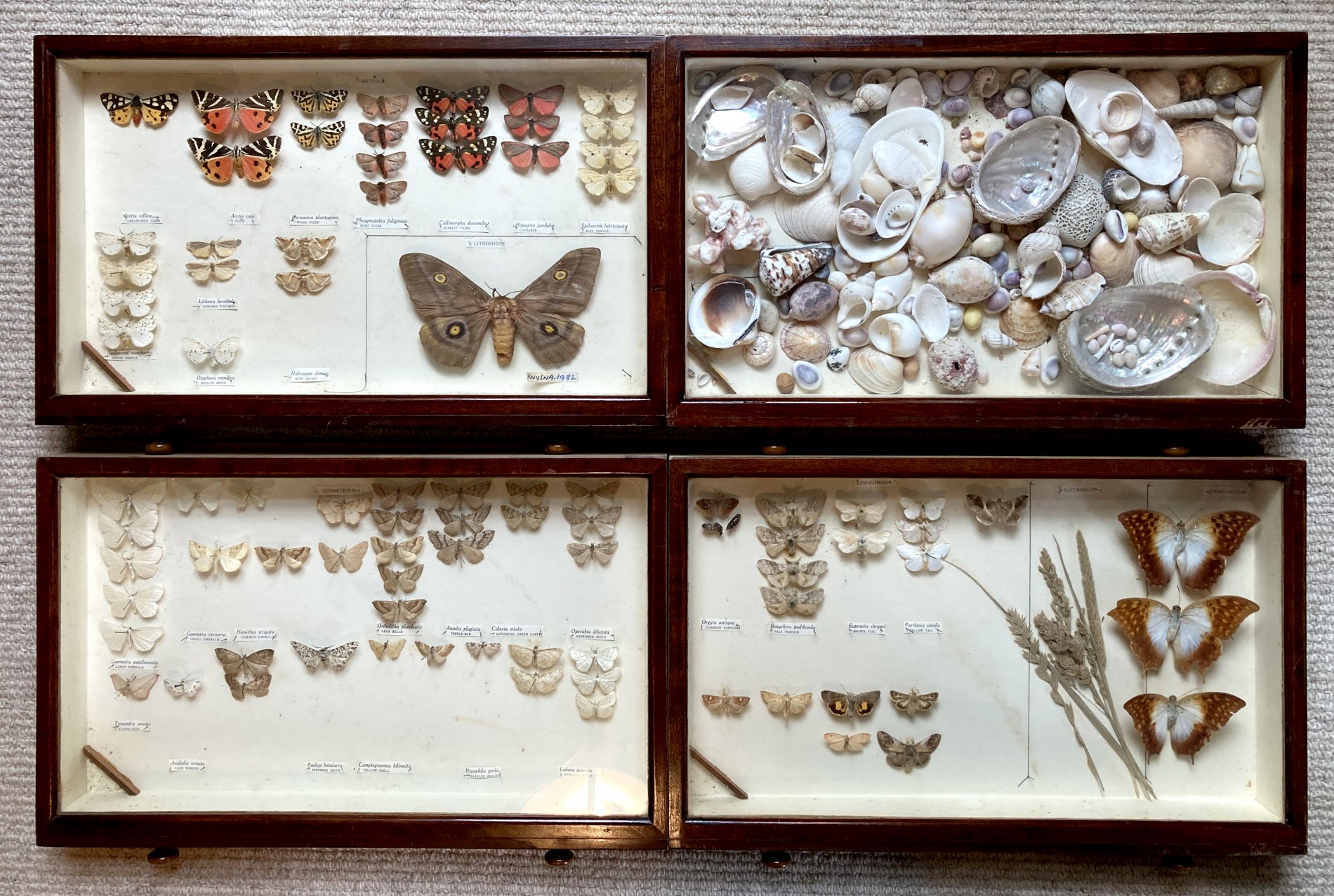 A Mahogany Eight Drawer Collectors Cabinet - Image 2 of 3