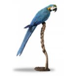 A Blue and Gold Macaw on stand