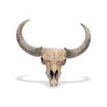A Bison (Bison antiquus) skull and horns