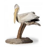 A Pink Backed Pelican on stand