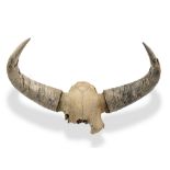 A Bison (Bison antiquus) skull and horns