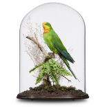 A superb parrot in glass dome
