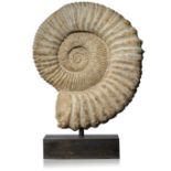 A large Moroccan ammonite