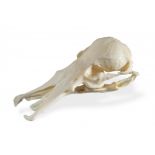 A Platypus skull