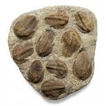 A Trilobite plaque