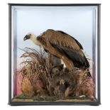A Griffon Vulture in case